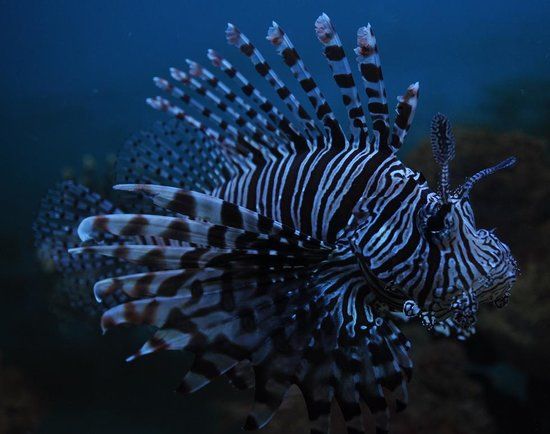 Acuario de la isla de Mactán